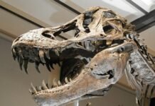 Royal Ontario Museum