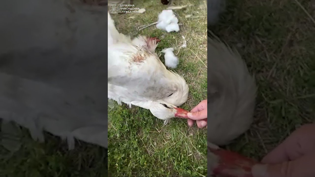 На Чернігівщині прикордонники врятували пораненого лелеку (ВІДЕО)