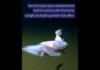 Вчені зняли на камеру найглибоководнішу рибу у світі