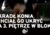 19-річний хлопець хотів жити з вкраденою кобилою у багатоповерхівці