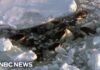 Група косаток біля берегів Японії застрягла в крижаній пастці смерті: як їм вдалося втекти